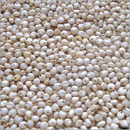 White Sorghum