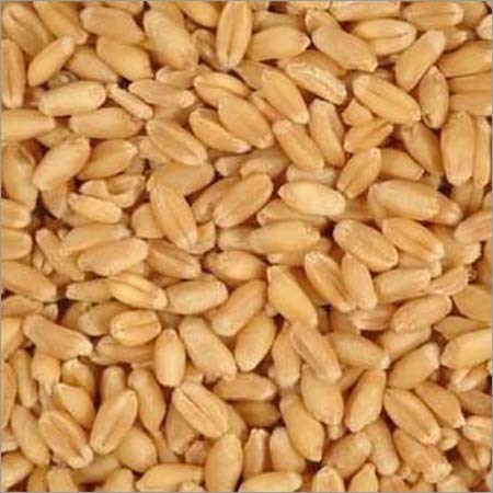 Wheat Seeds