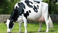 HF cows Supplier in haryana