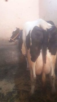 HF cows Supplier in chennai