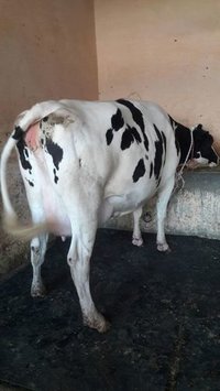 Hf cow Supplier in uttar pradesh