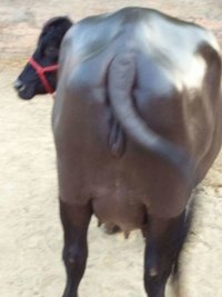 murrah buffalo supplier in karnal