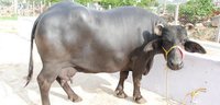 murrah buffalo supplier in haryana