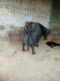 murrah buffalo trader in karnal