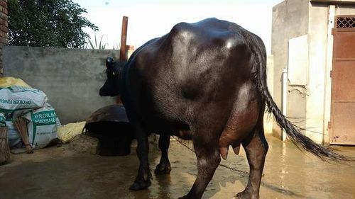 murrah buffalo supplier in punjab