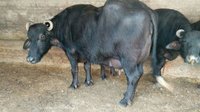 murrah buffalo supplier in india