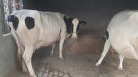 HF cows trader in m.p