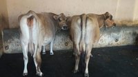 jersey cow trader in south india