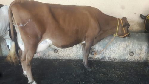 jersey cow trader in india