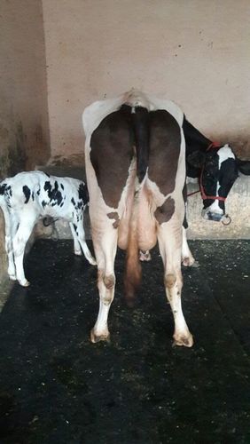hf cow trader in south punjab