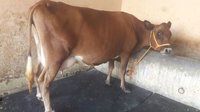 jersey cow trader in punjab