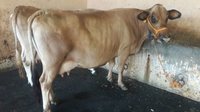 jersey cow supplier in delhi
