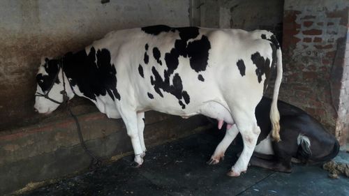 hf cow trader in delhi