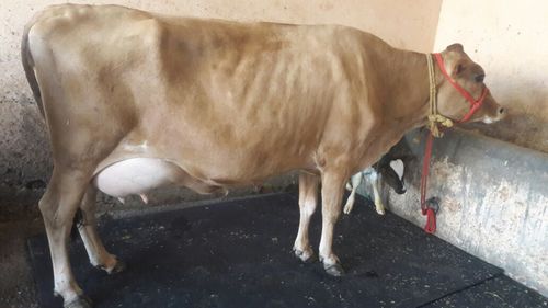 jersey cow supplier in noida