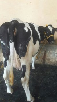 hf cow supplier in delhi