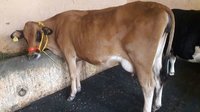 jersey cow supplier in karnal