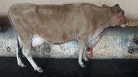 jersey cow supplier in punjab