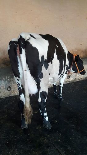 hf cow supplier in gujrat