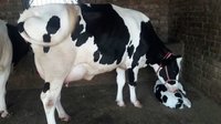best quality hf cow in india