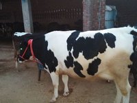 top quality hf in india
