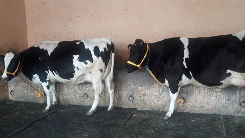 best hf cow provider in india