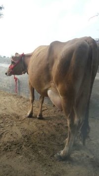 Jersey Cow