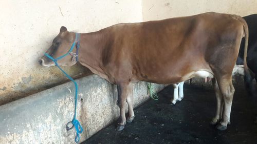 top quality jersey cow supplier