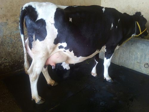 high milking hf cow in karnal