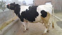 hf cow provider in india