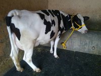 high milking hf supplier in u.p