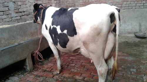 best quality hf cow in karnal