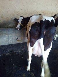 hf cow provider in haryana