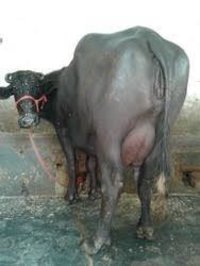 murrah buffalo supplier in india