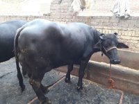 best quality murrah buffalo in india