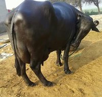 high miking murrah buffalo in india