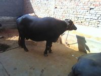 murrah buffalo trader in india