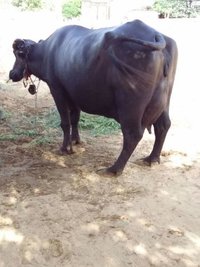 Murrah Buffalo supplier in delhi