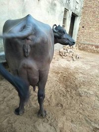 murrah buffalo in india