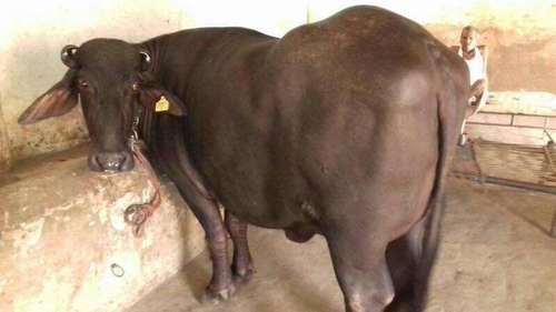 murrah buffalo in india