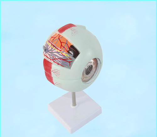 Human Eye 6 Parts Anatomy Model