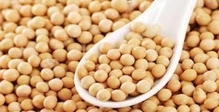 Organic Soybean Seeds - High Germination Rate, Non-GMO and Chemical-Free Quality