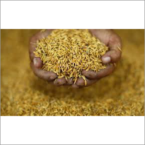 Organic 1121 Paddy Rice