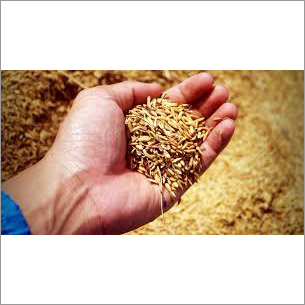 Organic Ranbir Paddy