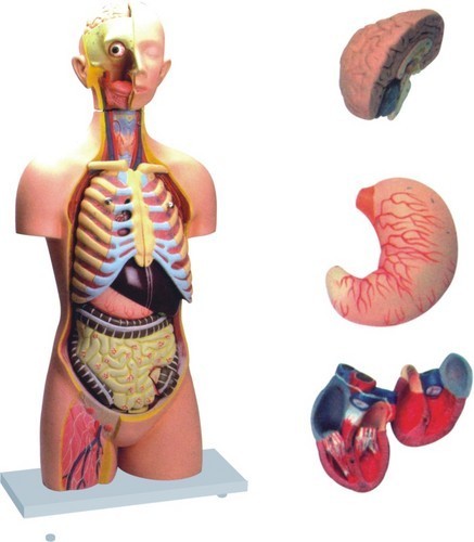 Human Anatomy Torso 10 Parts