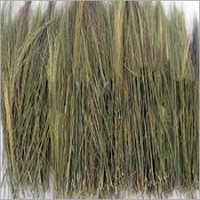 Raw Broom Grass - Natural Grass, Variable Length, Green Color | Durable, Lightweight, Versatile, Easy To Attach, High Quality, Minimal Maintenance, Optimal Performance