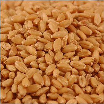 Whole Wheat Grain