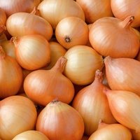Brown Onion