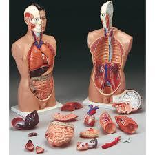 Anatomical Model