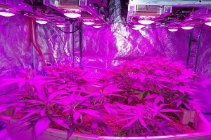 Full Spectrum Grow Light