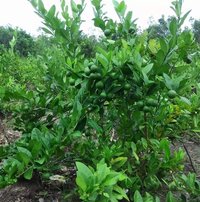 Hybreed Lemon Plant (lebulime)